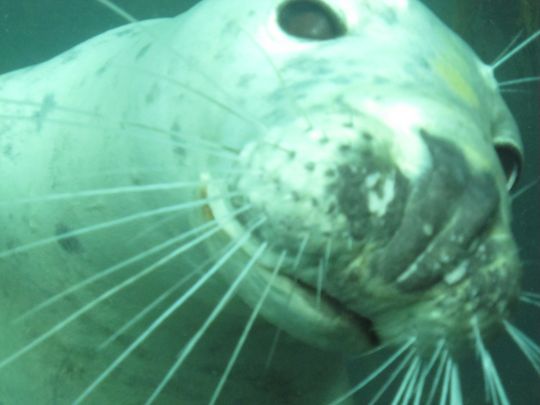 Farne Islands